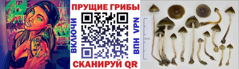 Купить  Котлас  Галлюциногенные грибы Psilocybine cubensis 